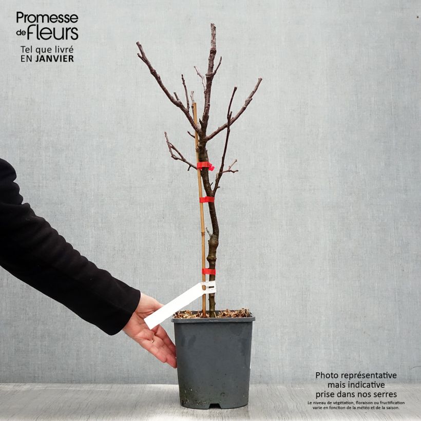 Melo nano Fruit Me Apple Me Yellow Golden Vaso da 4L/5L, Nano esemplare consegnato in inverno