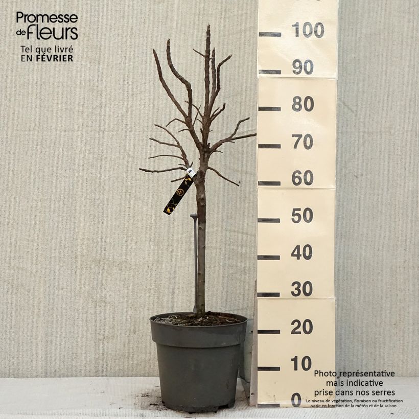 Melo nano Delicado Vaso da 7,5L/10L esemplare consegnato in inverno