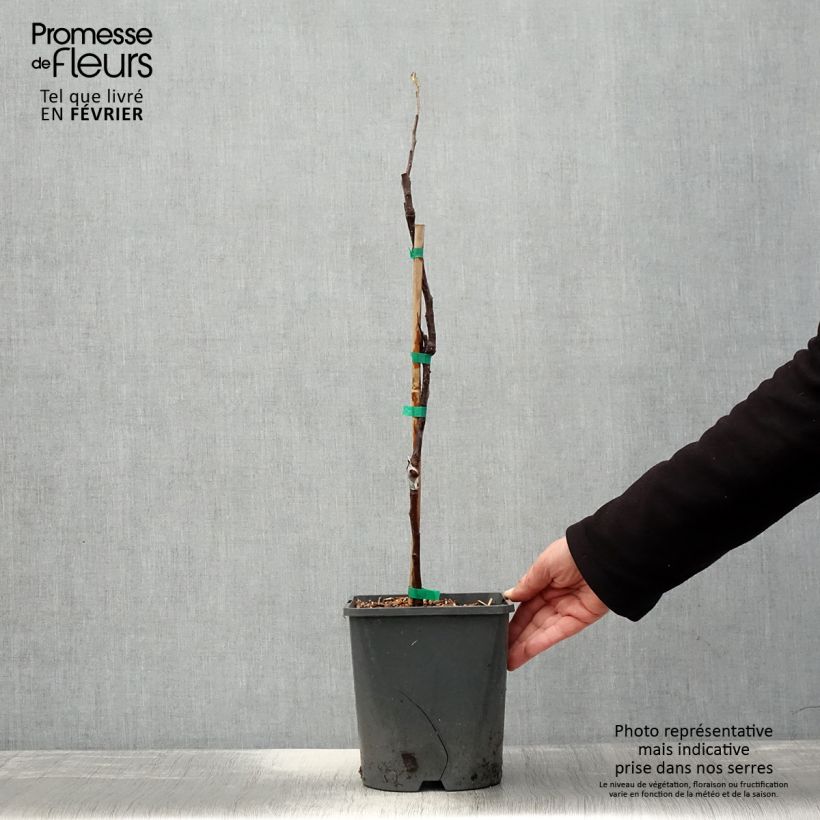 Melo nano Fruit Me Apple Me Red Gala Vaso da 4L/5L, Nano esemplare consegnato in inverno