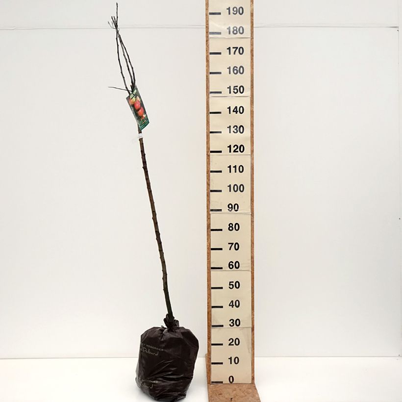 Esemplare di Pommier Rambour d'Hiver  Motte "Prêt-à-planter", Demi-Tige come consegnato in autunno