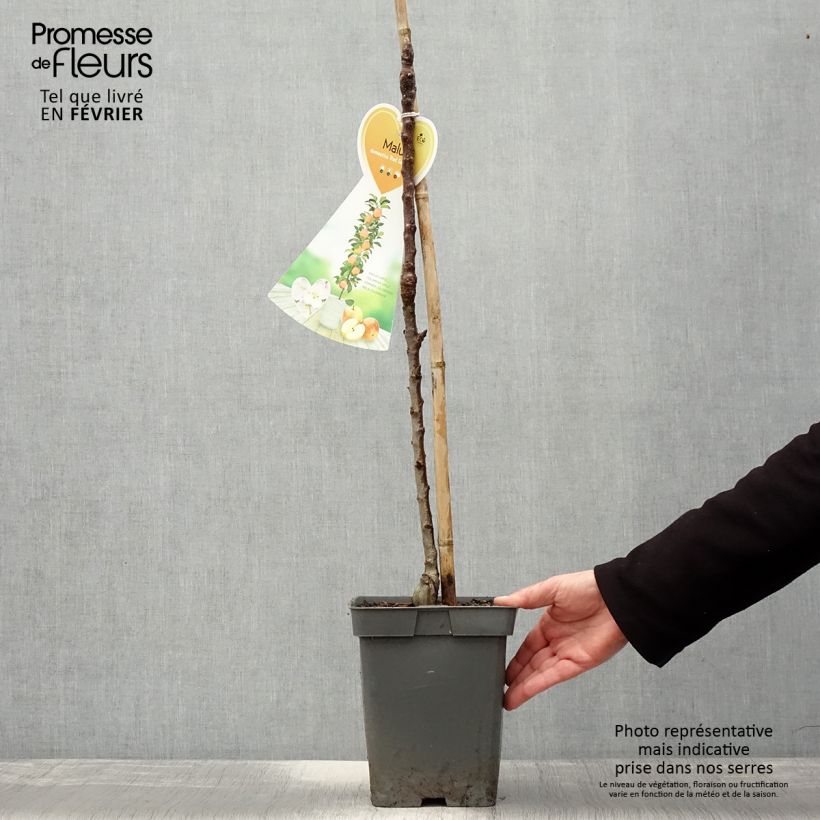 Melo colonnare Red Sensation Vaso da 4L/5L, Colonnare esemplare consegnato in inverno