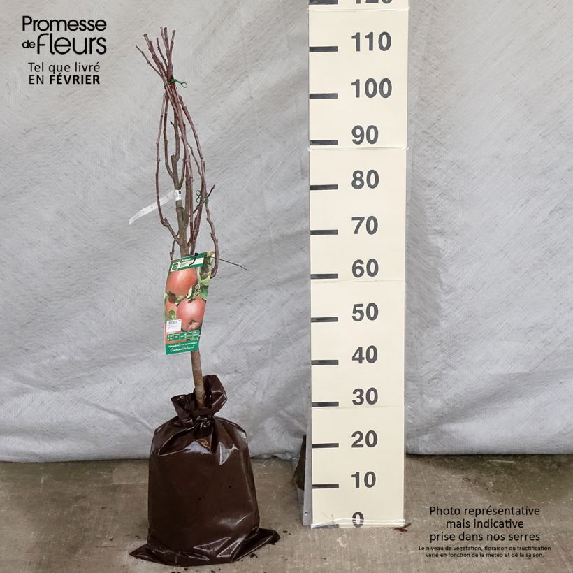 Melo Regali Zolla 'Pronta da piantare', Vasetto esemplare consegnato in inverno