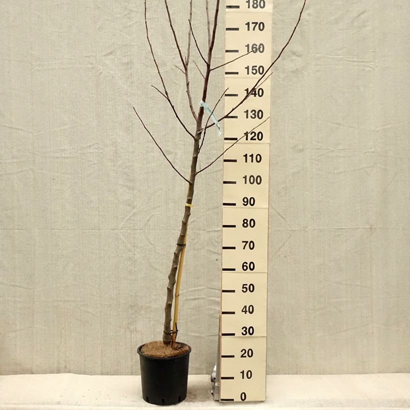 Melo Renetta bianca du Canada Vaso da 7,5L/10L, Vaso impalcato medio esemplare consegnato in primavera