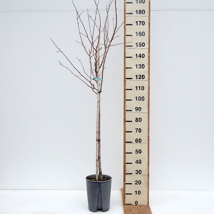 Esemplare di Melo Renetta bianca du Canada Vaso da 7,5L/10L, Vaso impalcato medio come consegnato in autunno