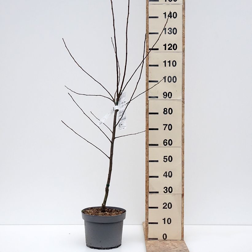 Melo Renetta Clochard Vaso da 7,5L/10L, Vasetto esemplare consegnato in inverno