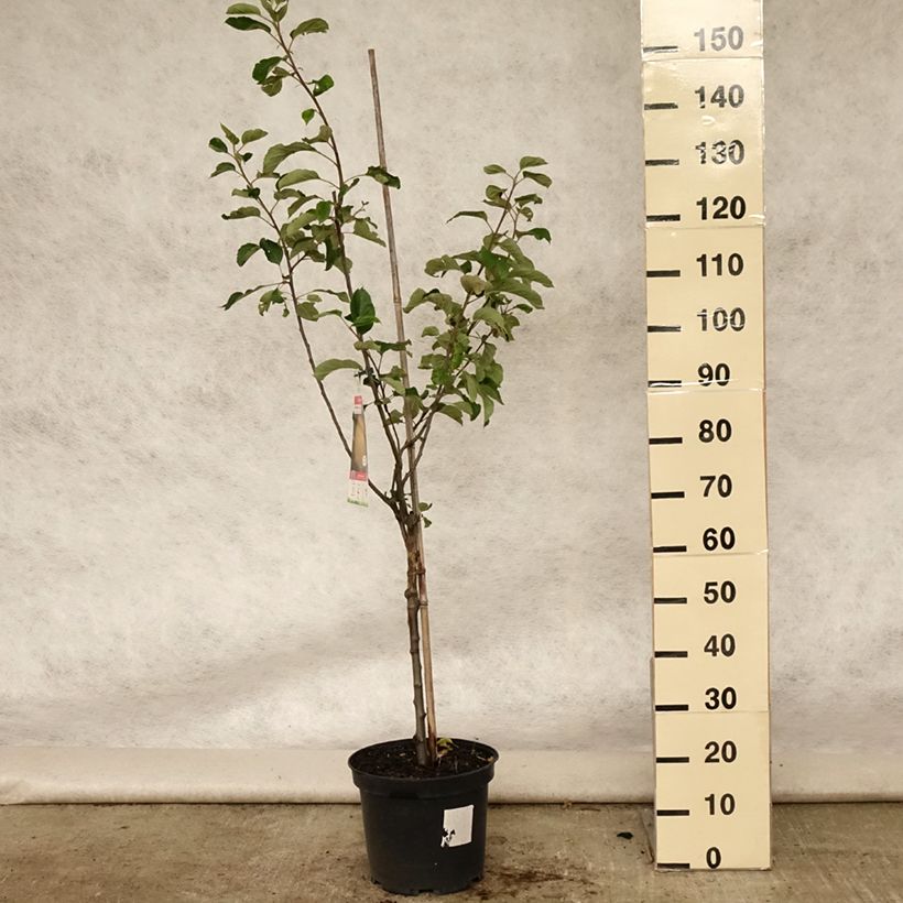 Esemplare di Melo Reinette de Brive Vaso da 7,5L/10L, Vasetto consegnato in estate