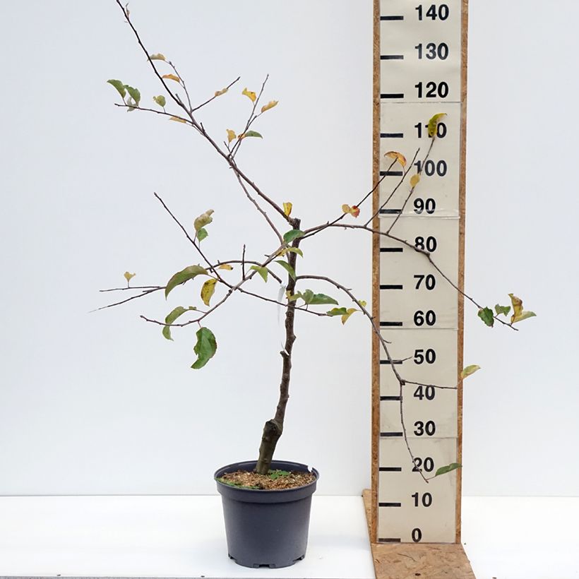 Esemplare di Melo Reinette du Mans Vaso da 7,5L/10L, Vasetto come consegnato in autunno