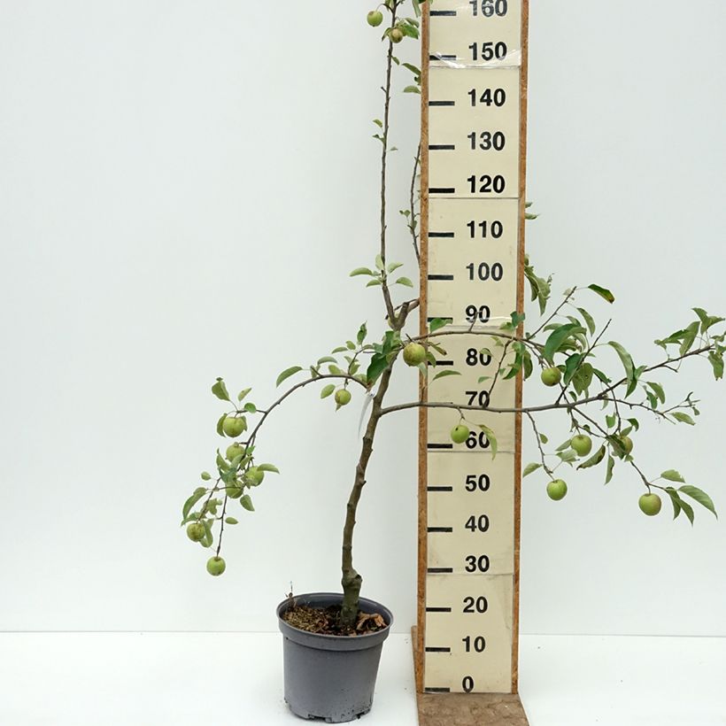 Esemplare di Pommier Reinette du Mans Pot de 7,5L/10L, Gobelet consegnato in estate