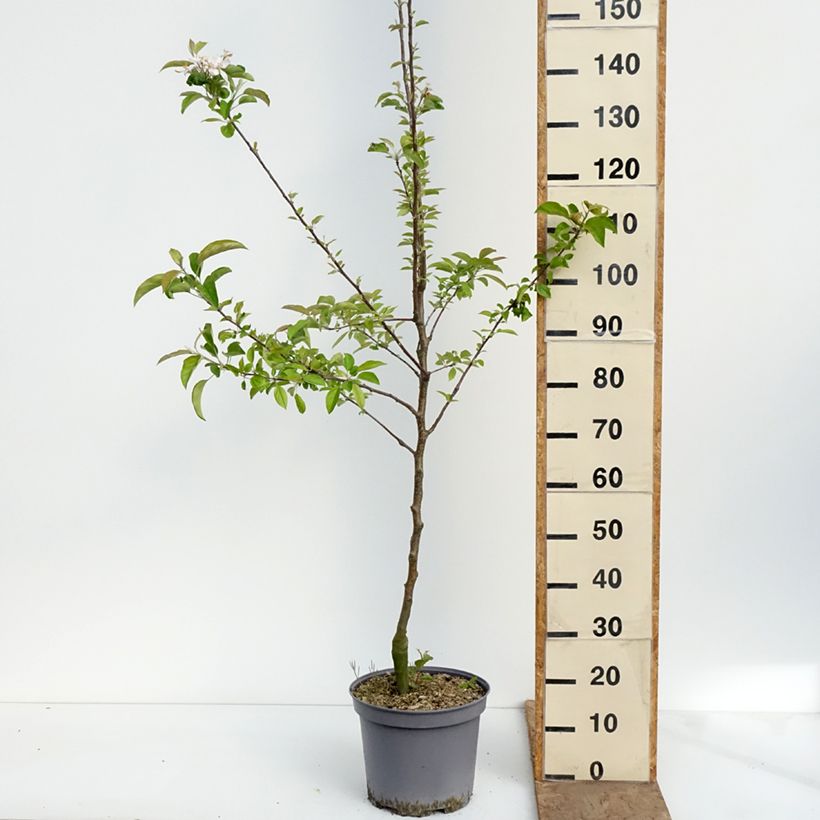 Melo Reinette du Mans Vaso da 7,5L/10L, Vasetto esemplare consegnato in primavera