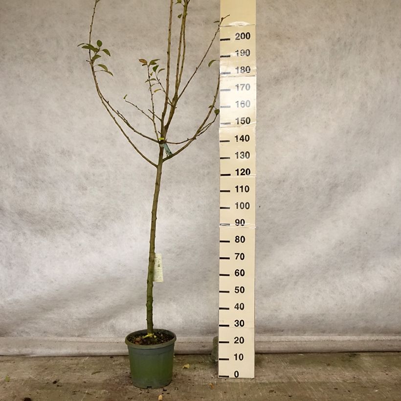 Esemplare di Melo Renetta del Canada Vaso da 7,5L/10L, Vaso impalcato medio come consegnato in autunno