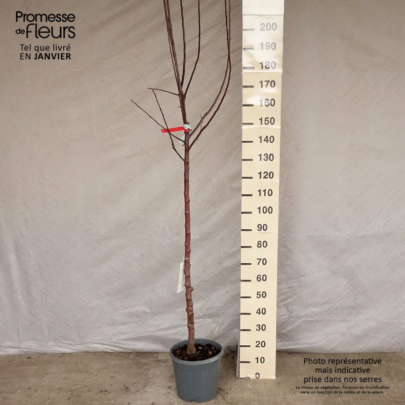 Melo Renetta del Canada Vaso da 7,5L/10L, Vaso impalcato medio esemplare consegnato in inverno