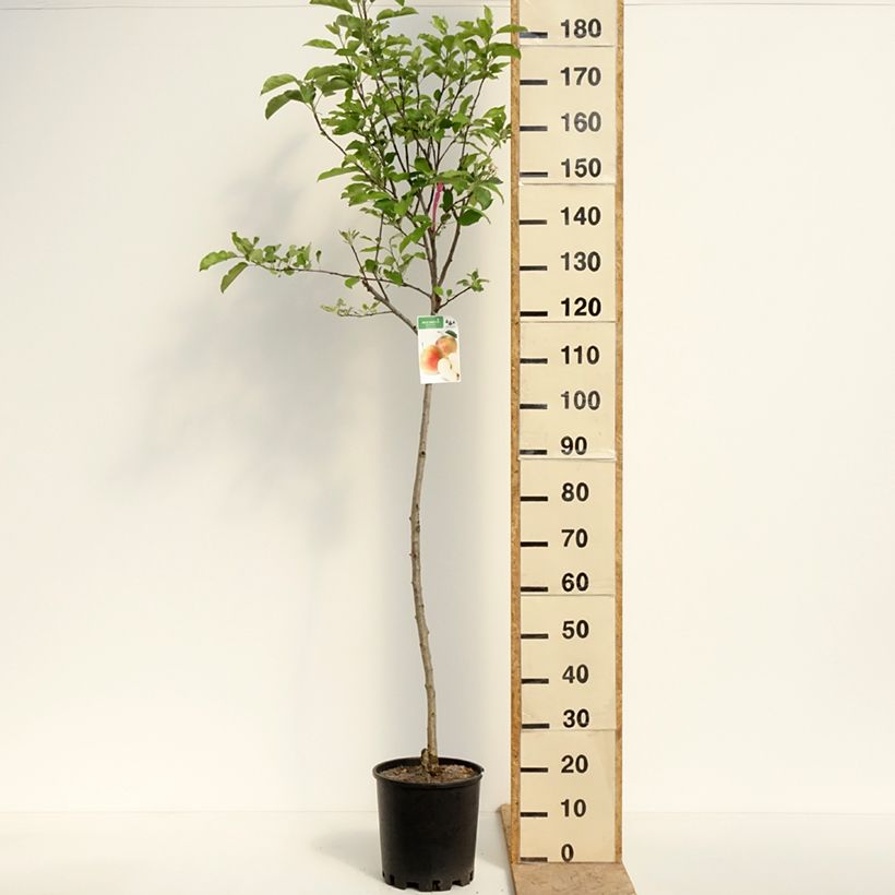 Melo Royal Gala Vaso da 7,5L/10L, Vaso impalcato medio esemplare consegnato in primavera