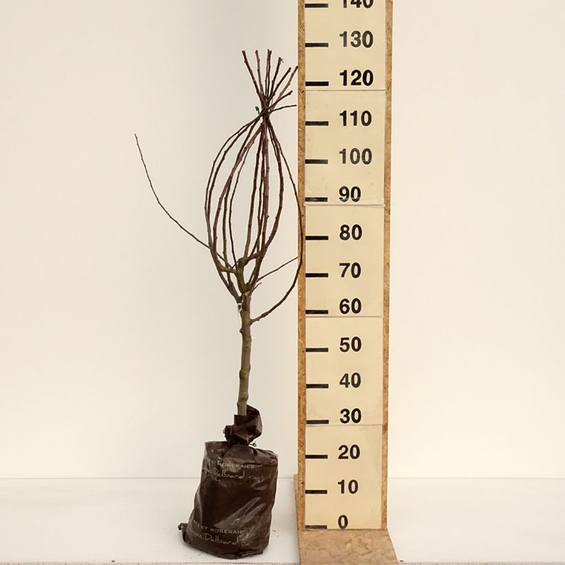 Melo Royale Delbard delfloga Zolla 'Pronta da piantare', Vasetto esemplare consegnato in primavera