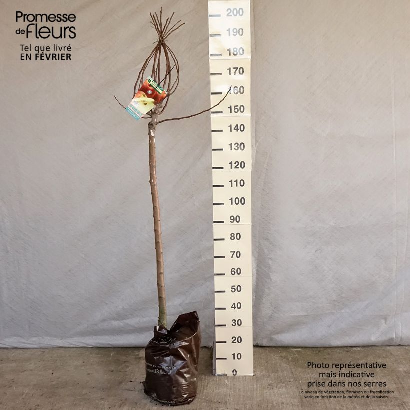 Melo Royale Delbard delfloga Zolla 'Pronta da piantare', Vaso impalcato medio esemplare consegnato in inverno