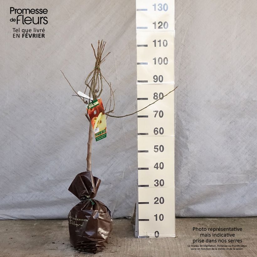 Melo Royale Delbard delfloga Zolla 'Pronta da piantare', Vasetto esemplare consegnato in inverno