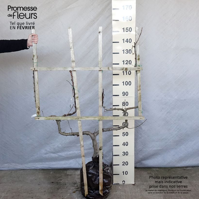 Melo Royale Delbard delfloga Zolla 'Pronta da piantare', Palmetta a doppia U esemplare consegnato in inverno