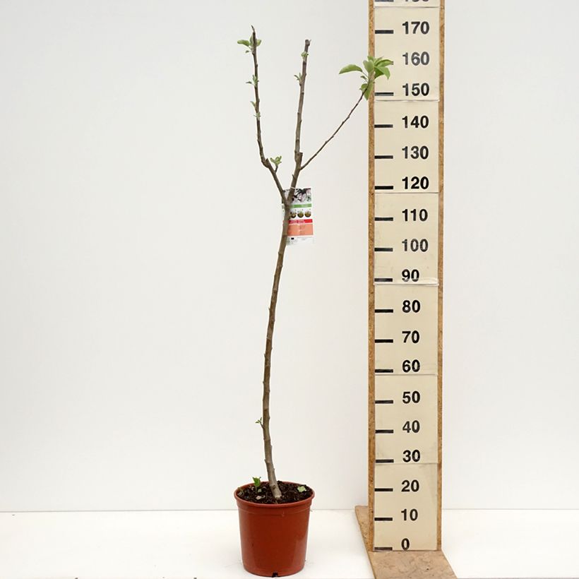 Melo Starking Delicious Vaso da 7,5L/10L, Vaso impalcato medio esemplare consegnato in primavera