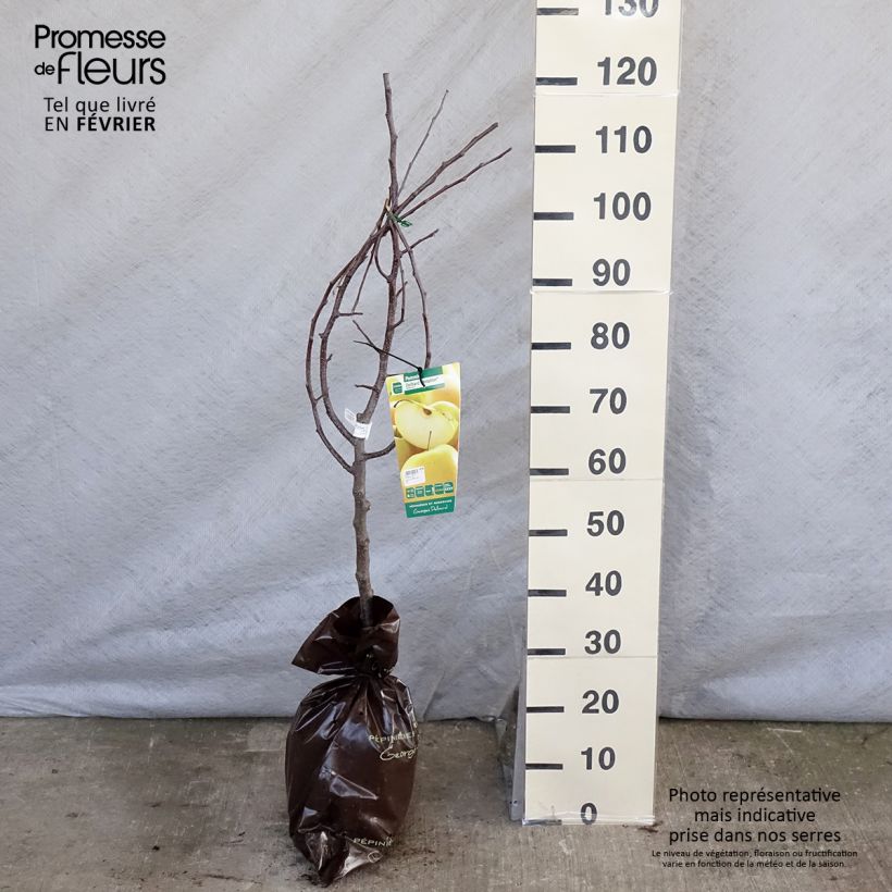 Melo Tentation Zolla 'Pronta da piantare', Vasetto esemplare consegnato in inverno