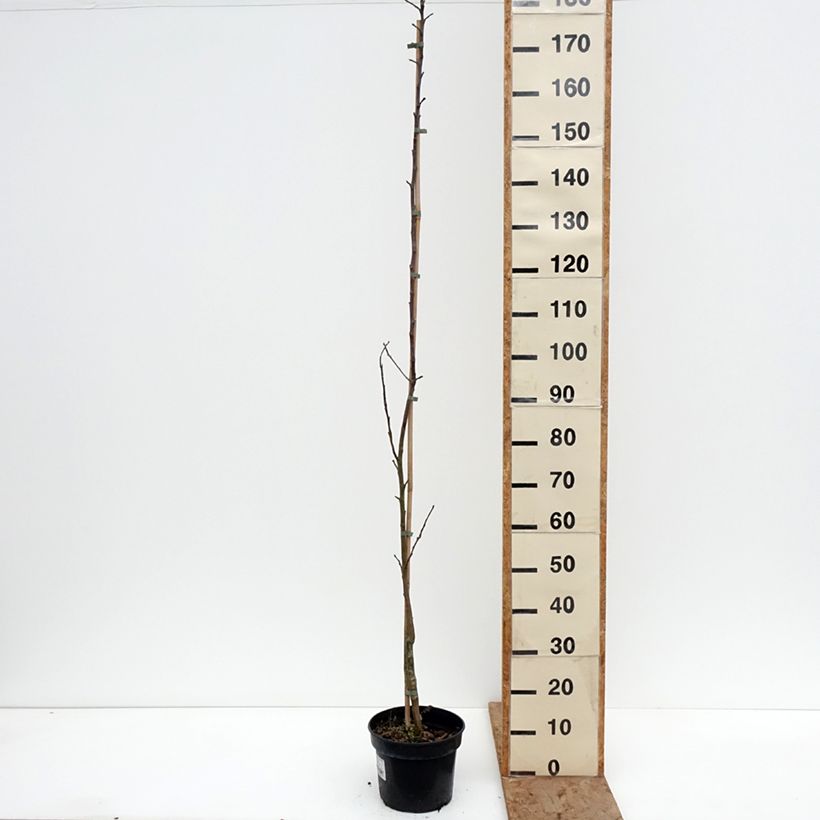 Melo Złotka Kwidzyńska Vaso da 4L/5L, Astone esemplare consegnato in inverno