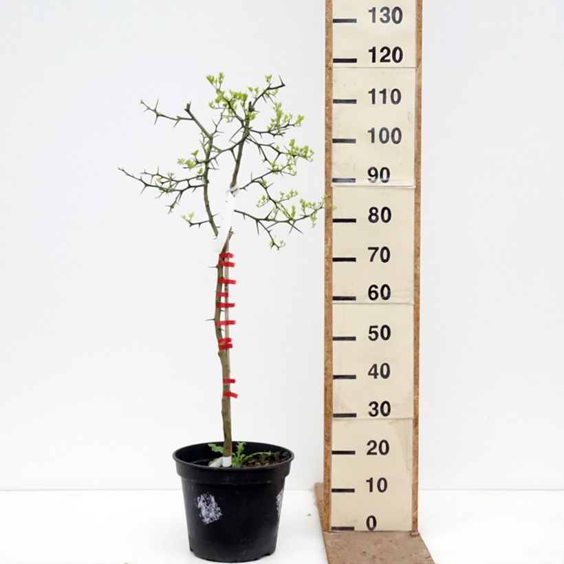 Poncirus trifoliata - Arancio trifogliato Vaso da 7,5L/10L esemplare consegnato in primavera