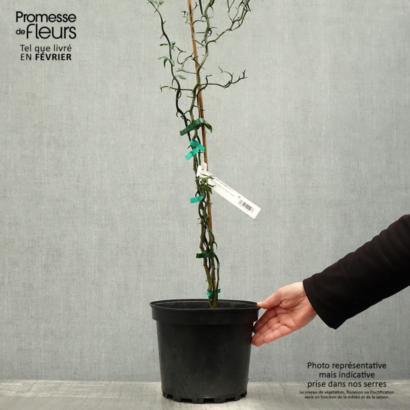 Poncirus trifoliata Flying Dragon - Arancio trifogliato Vaso da 2L/3L esemplare consegnato in inverno