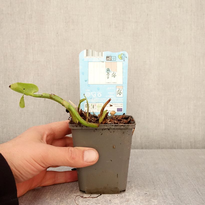 Pontederia cordata Pink Pons Vasetto da 8/9 cm esemplare consegnato in primavera