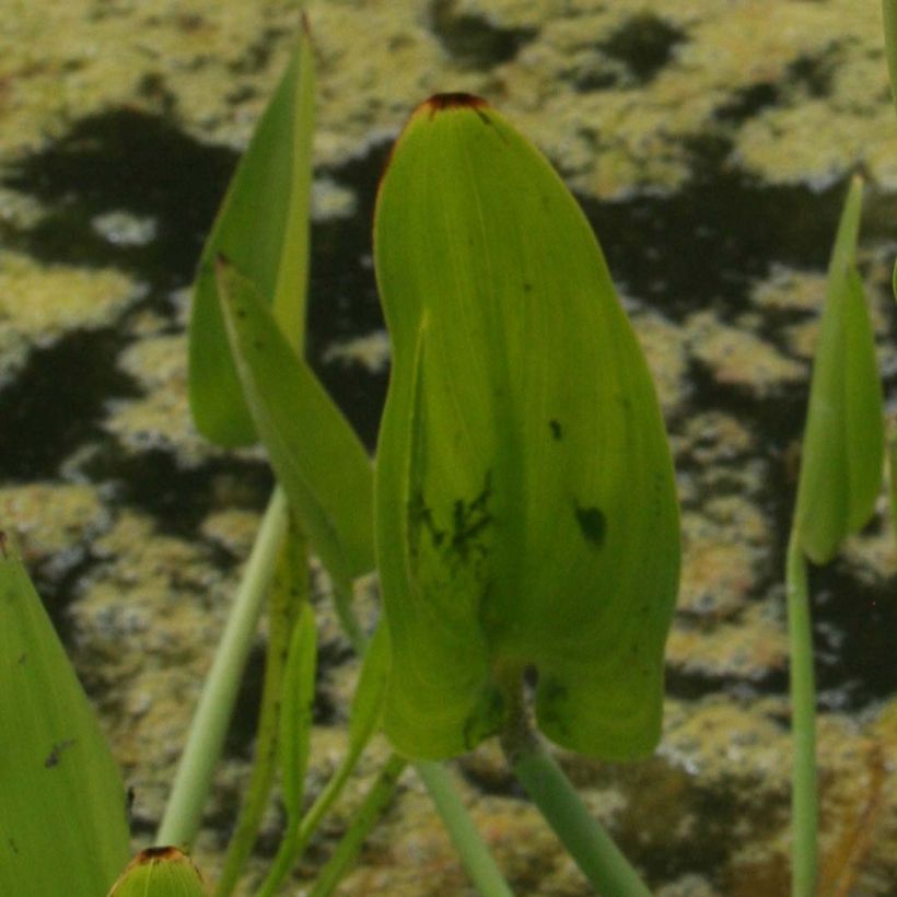 Pontederia cordata White Pike (Fogliame)