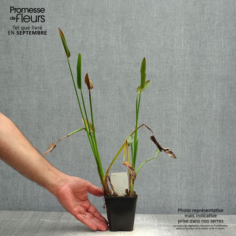 Esemplare di Pontederia lanceolata Vasetto da 8/9 cm come consegnato in autunno