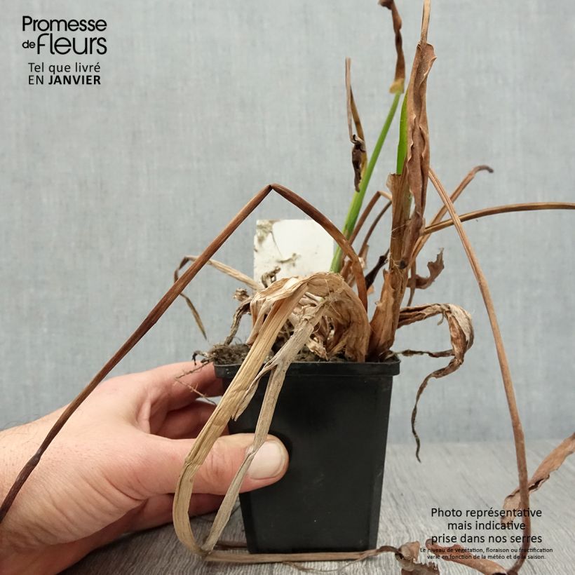 Pontederia lanceolata Vasetto da 8/9 cm esemplare consegnato in inverno