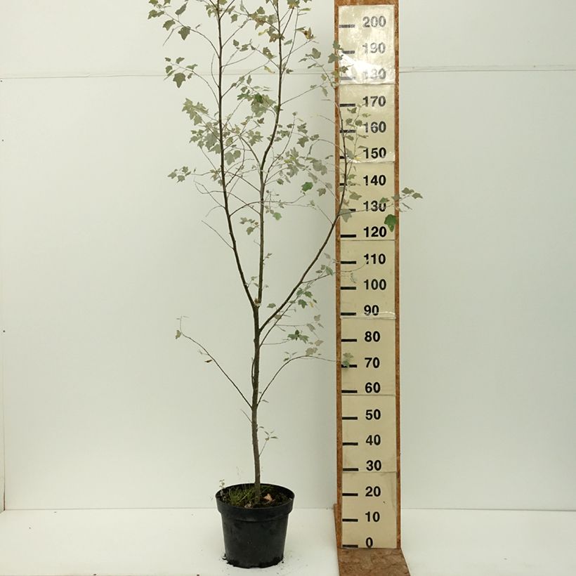 Esemplare di Populus alba Richardii - Pioppo bianco Vaso da 4L/5L consegnato in estate
