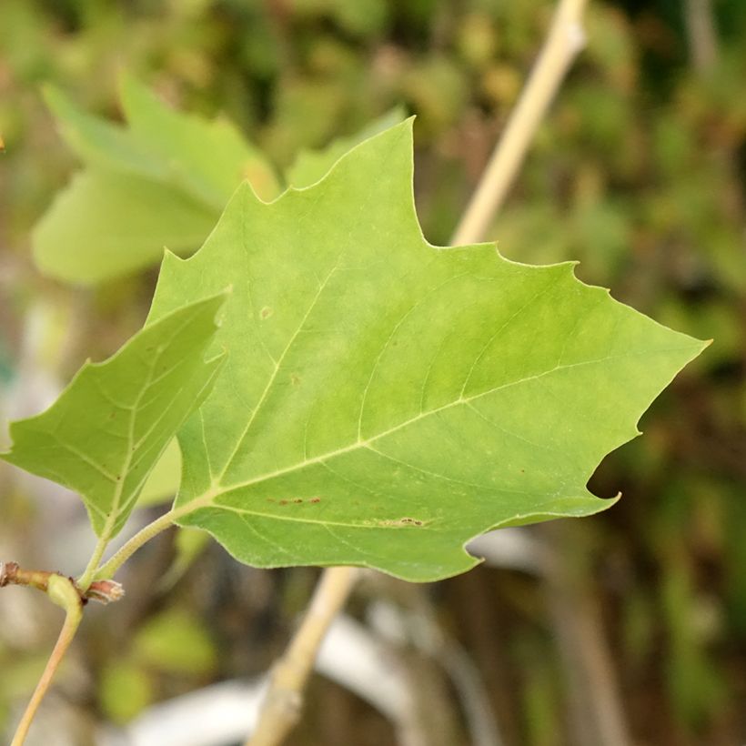 Populus nigra Lombardy Gold - Pioppo nero (Fogliame)