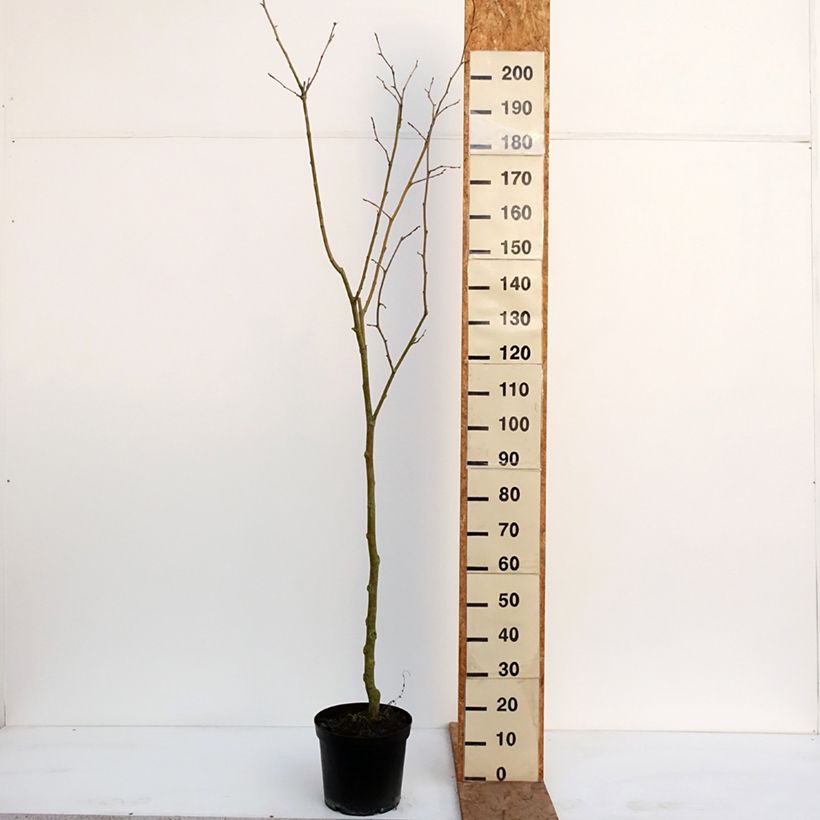 Populus nigra Lombardy Gold - Pioppo nero Vaso da 3L/4L esemplare consegnato in inverno