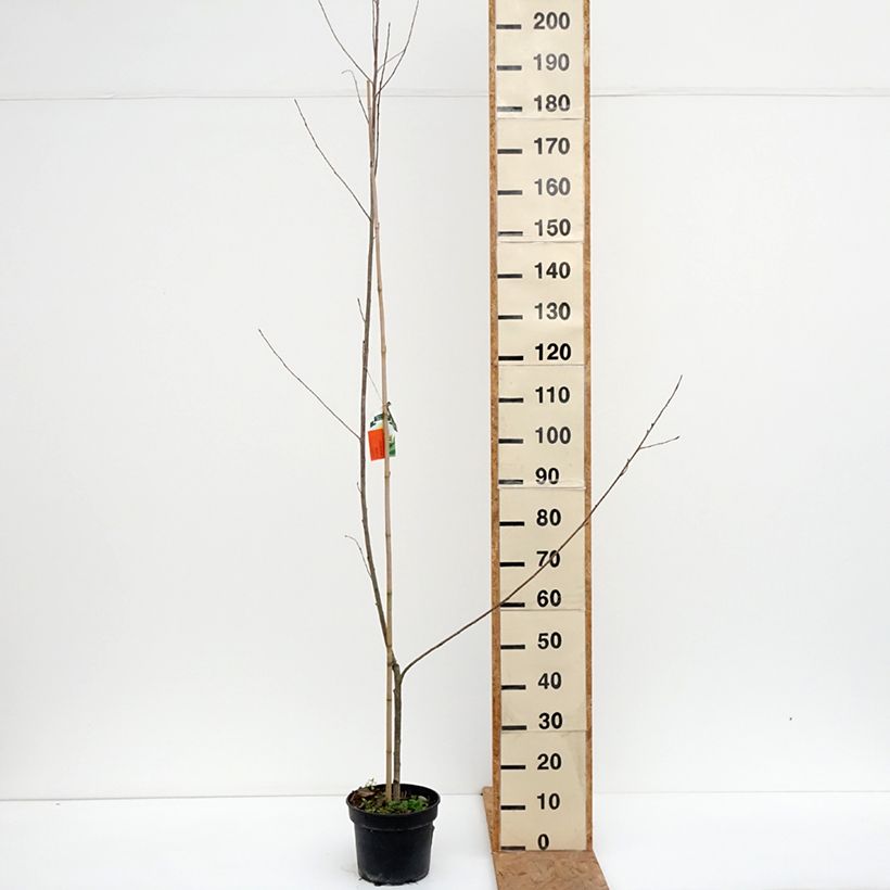 Esemplare di Populus x canadensis Serotina Aurea - Pioppo del Canadà Vaso da 4L/5L come consegnato in autunno