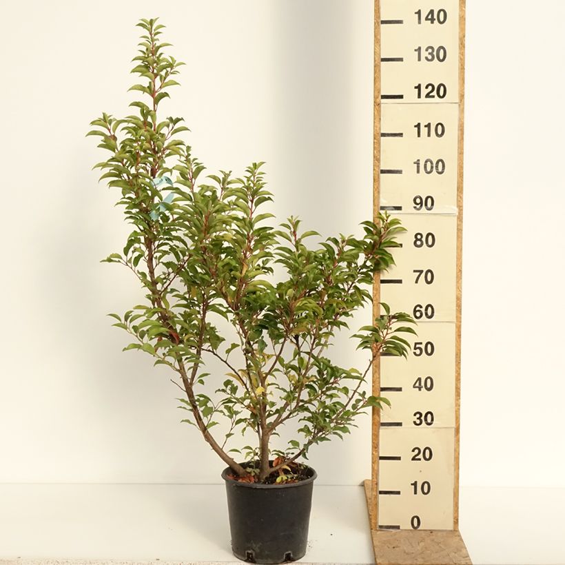 Esemplare di Populus x canadensis Serotina Aurea - Pioppo del Canadà Vaso da 4L/5L consegnato in estate
