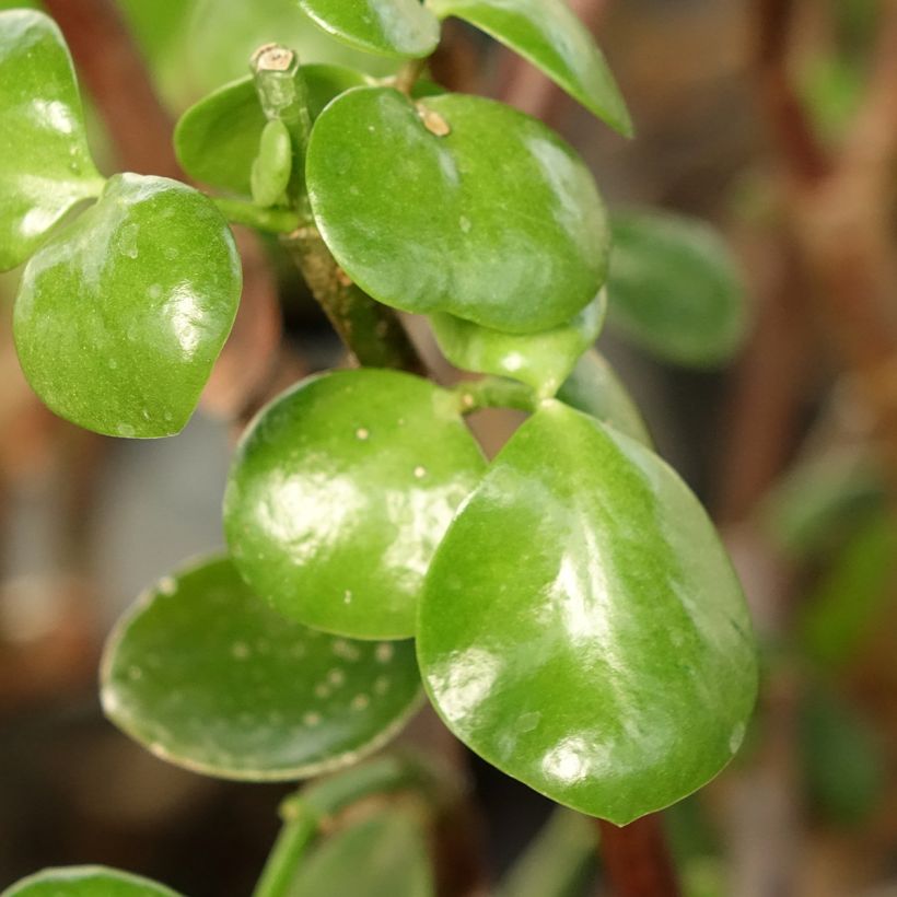 Portulacaria afra Macrophylla (Fogliame)