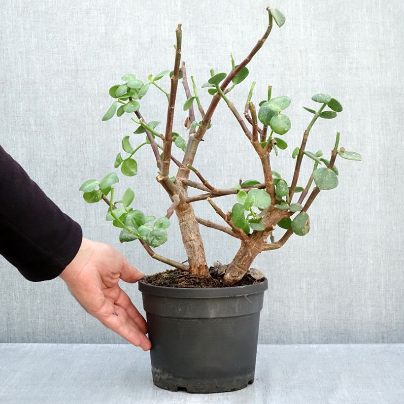 Esemplare di Portulacaria afra Macrophylla Vaso da 3L/4L come consegnato in autunno