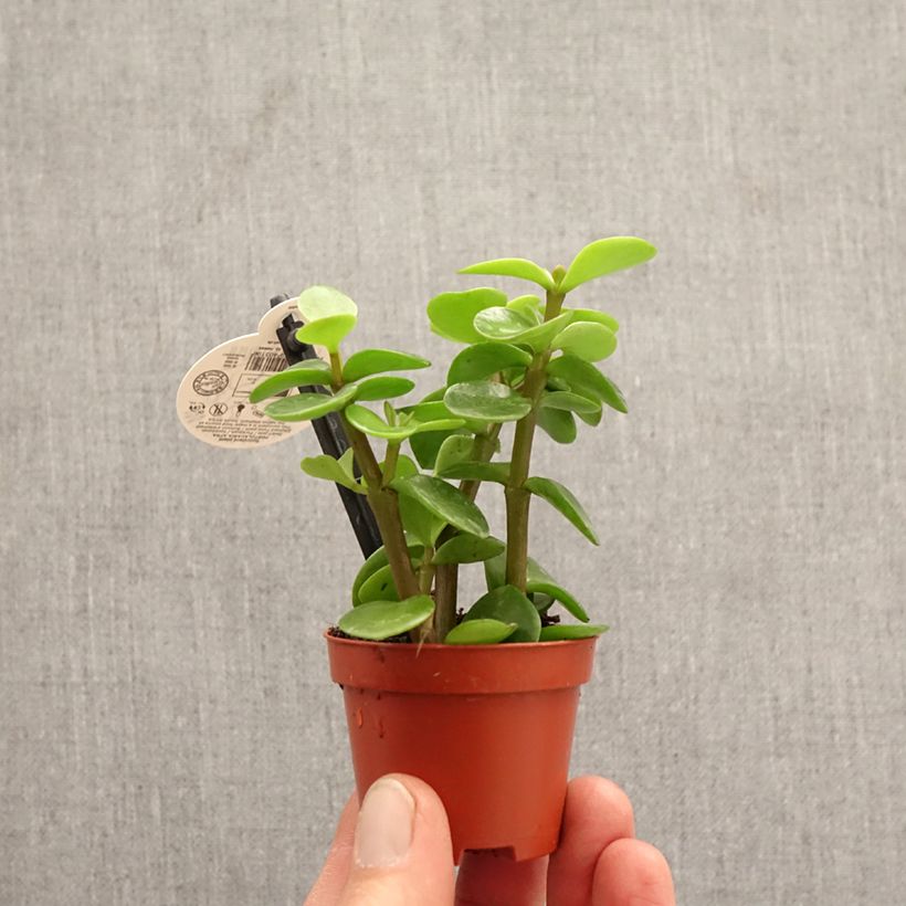 Portulacaria afra Variegata mini-pianta esemplare consegnato in primavera