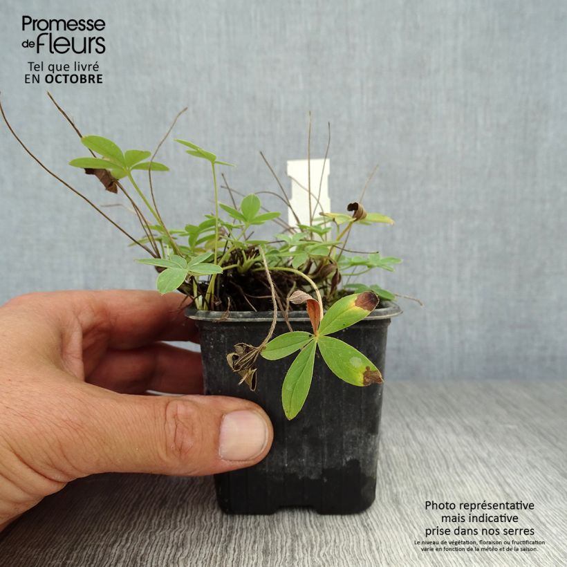 Esemplare di Potentilla alba - Cinquefoglia bianca Vasetto da 8/9 cm come consegnato in autunno