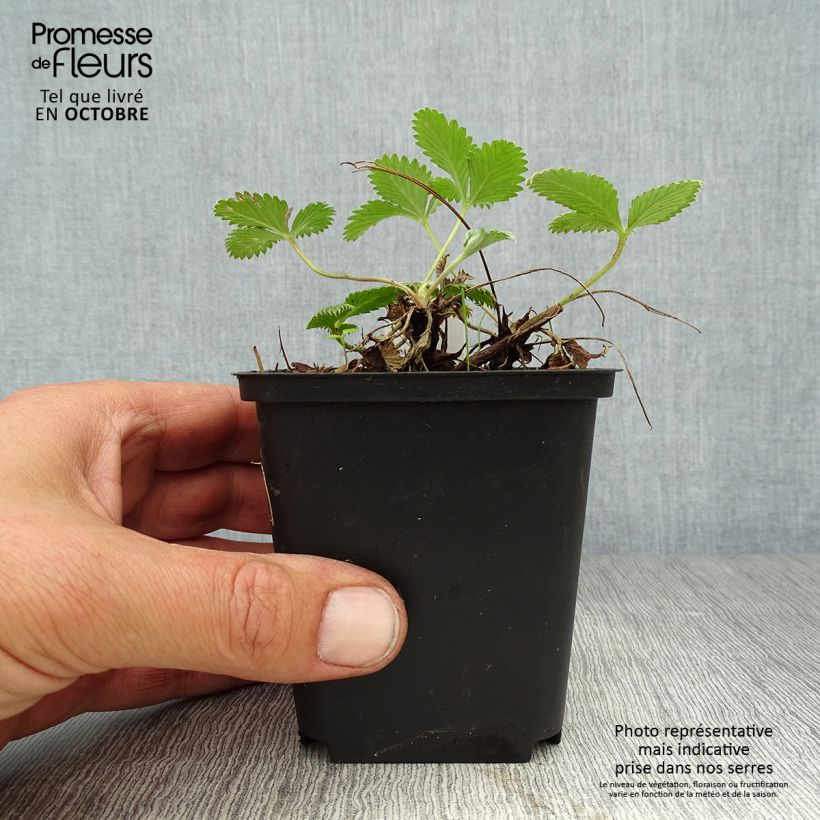 Esemplare di Potentilla Arc en Ciel Vasetto da 8/9 cm come consegnato in autunno