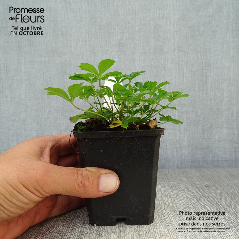 Esemplare di Potentilla aurea - Cinquefoglia fior d'oro Vasetto da 8/9 cm come consegnato in autunno