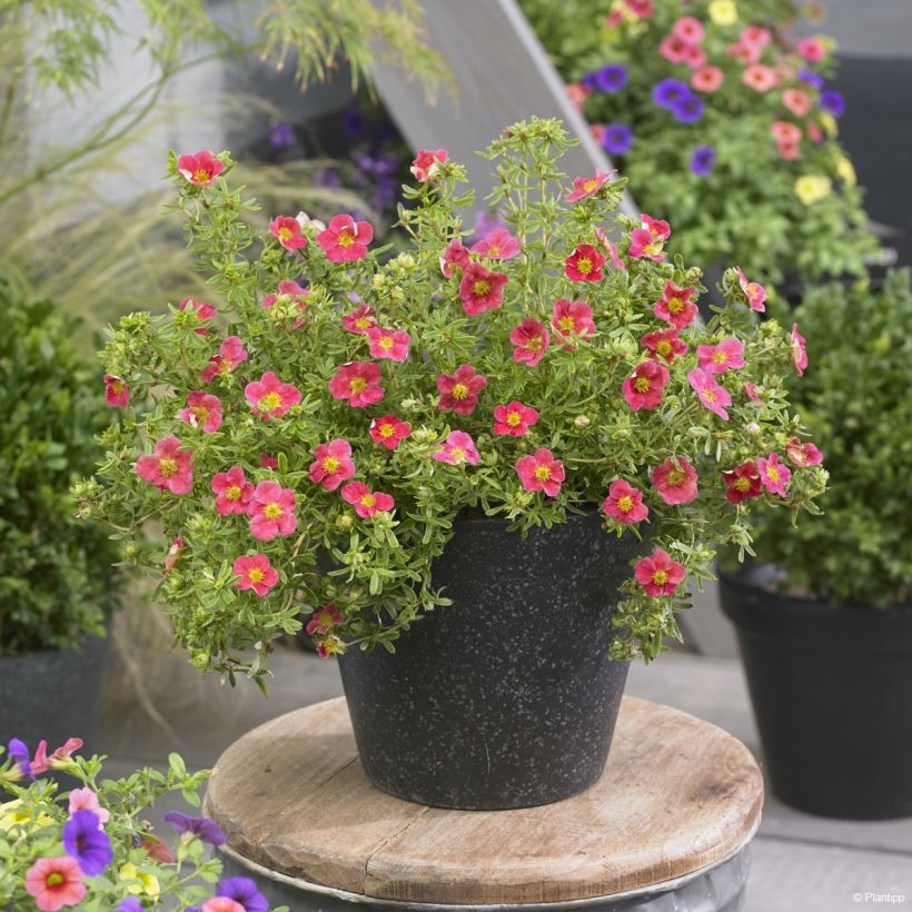 Potentilla fruticosa Danny Boy (Porto)