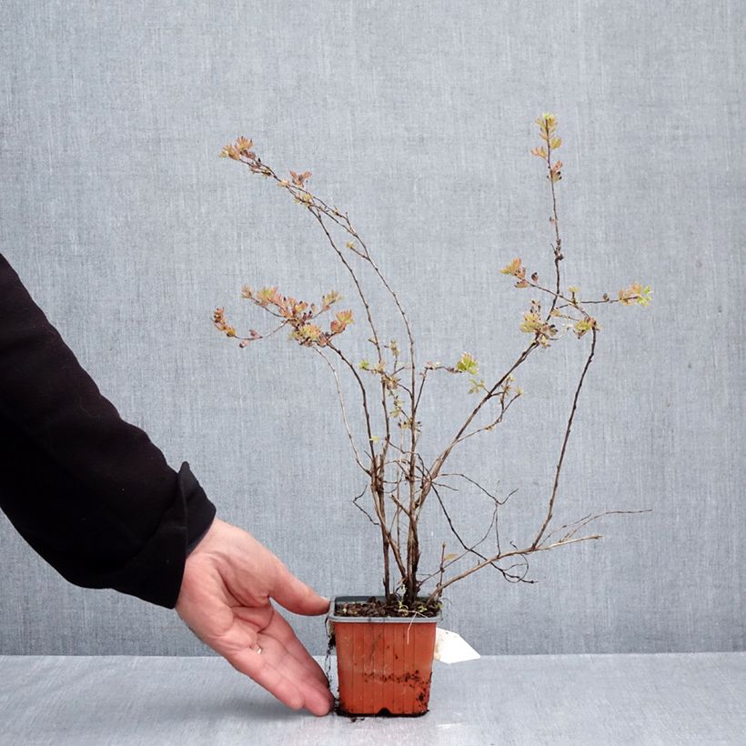 Esemplare di Potentilla fruticosa Glamour Girl Vasetto da 8/9 cm come consegnato in autunno