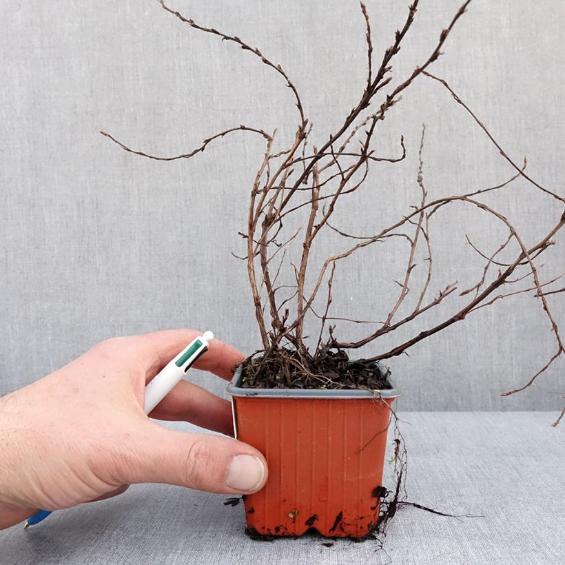 Potentilla fruticosa Glamour Girl Vasetto da 8/9 cm esemplare consegnato in inverno