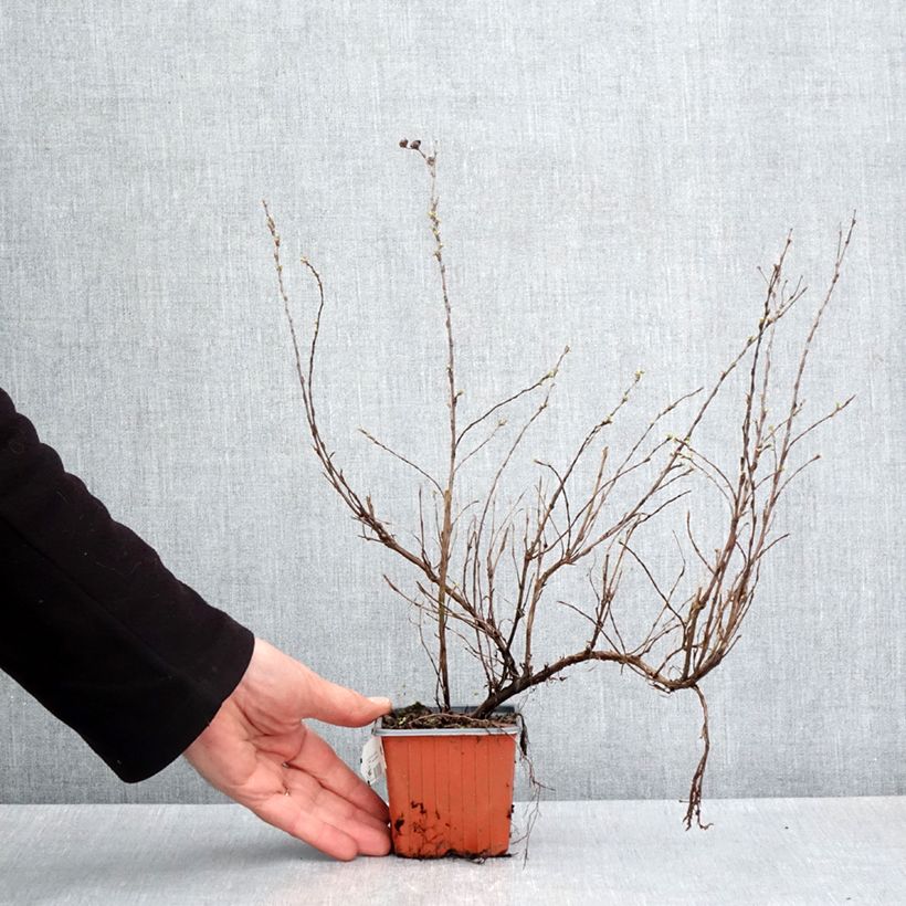 Potentilla fruticosa Glamour Girl Vasetto da 8/9 cm esemplare consegnato in primavera