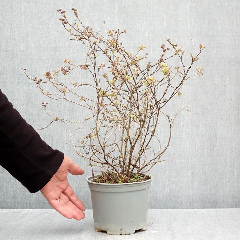 Esemplare di Potentilla fruticosa Glamour Girl Vaso da 2L/3L come consegnato in autunno