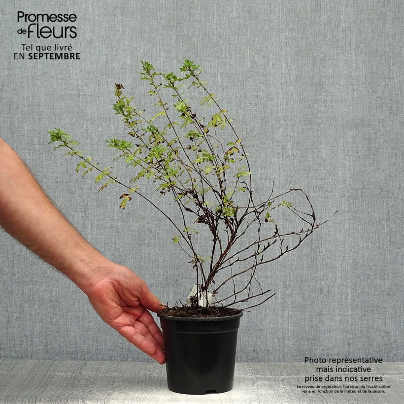 Esemplare di Potentilla fruticosa Abbotswood Vaso da 1L/1,5L come consegnato in autunno