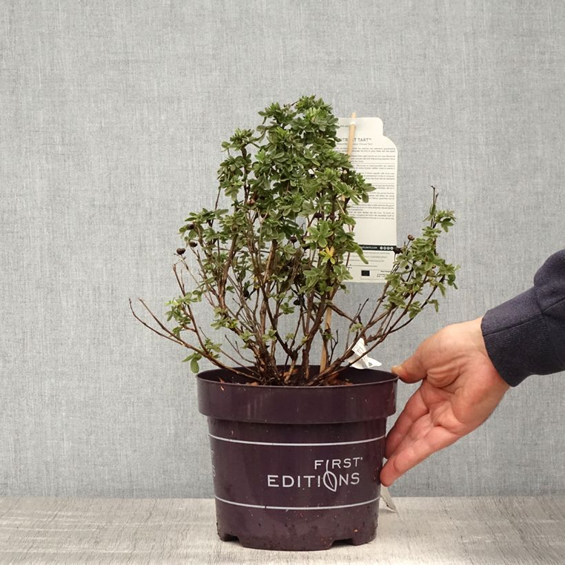 Potentilla fruticosa Citrus Tart Vaso da 2L/3L esemplare consegnato in primavera