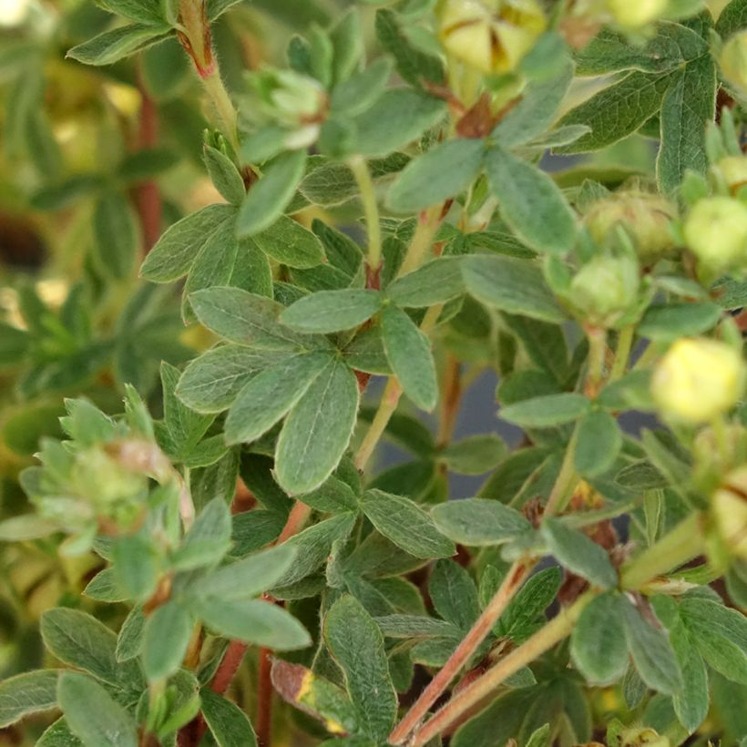 Potentilla fruticosa Citrus Tart (Fogliame)