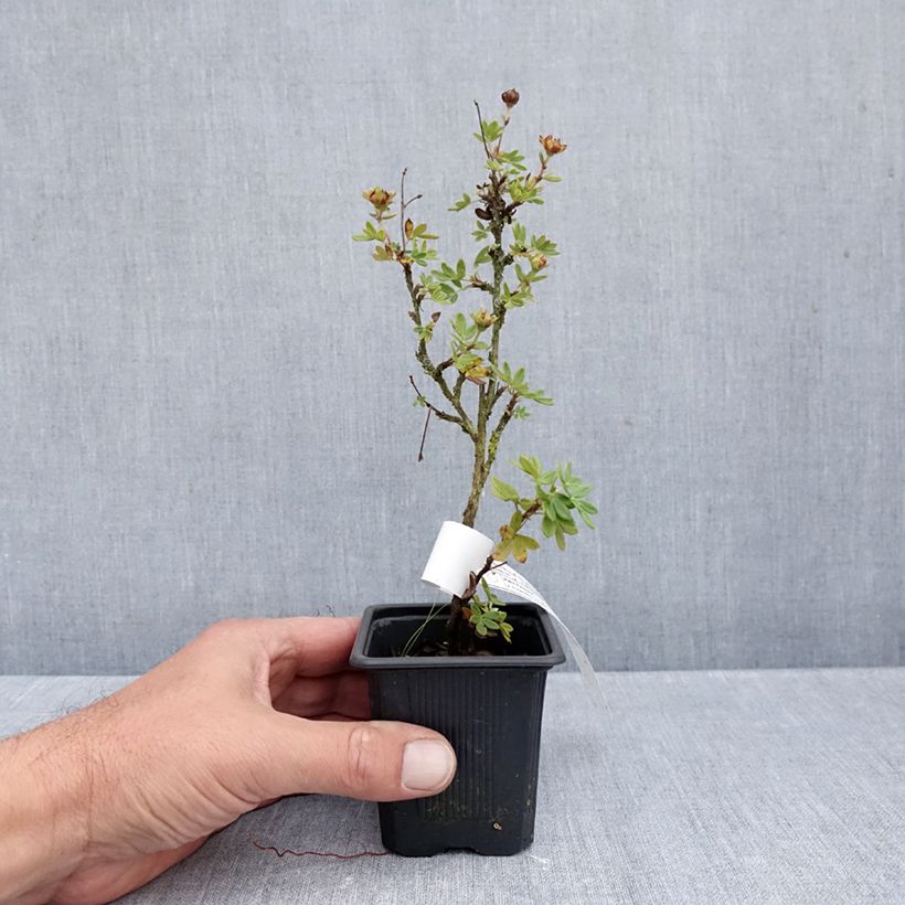 Esemplare di Potentilla fruticosa Creme brulée Vasetto da 8/9 cm come consegnato in autunno