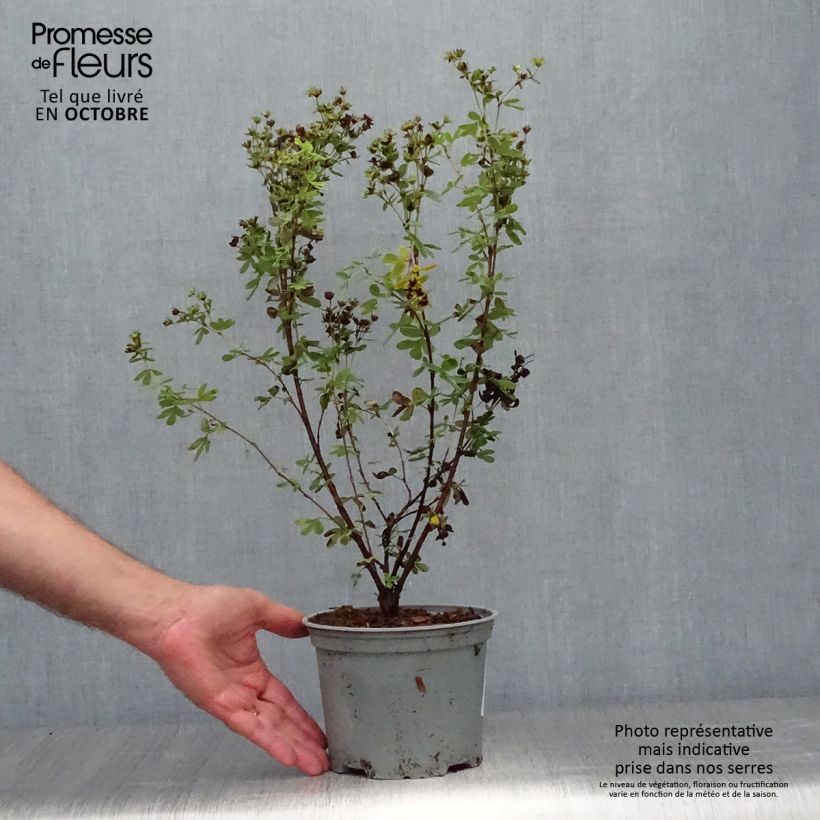 Esemplare di Potentilla fruticosa Creme brulée Vaso da 2L/3L come consegnato in autunno